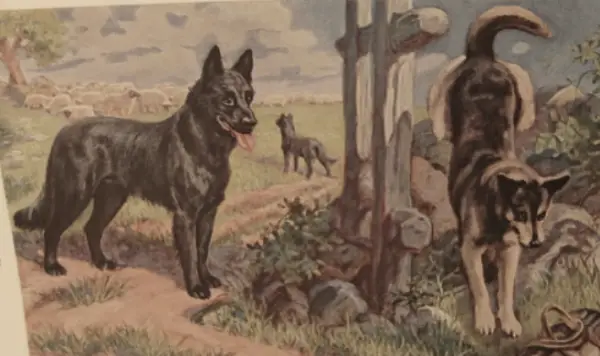1941 Dog Art, Natl Geo Belgian Sheepdog, Malinois Ptg